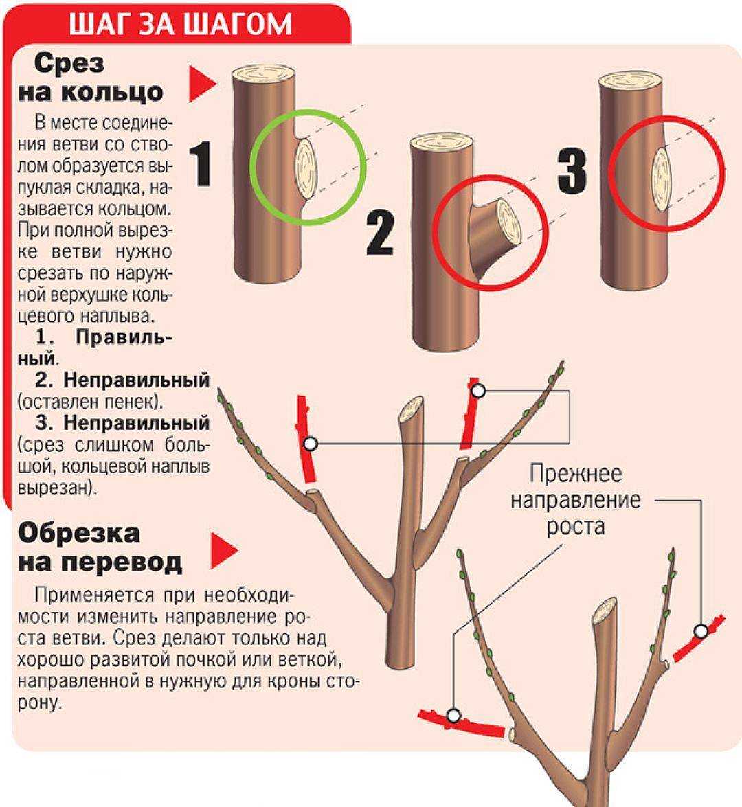 Как правильно обрезать грушу весной