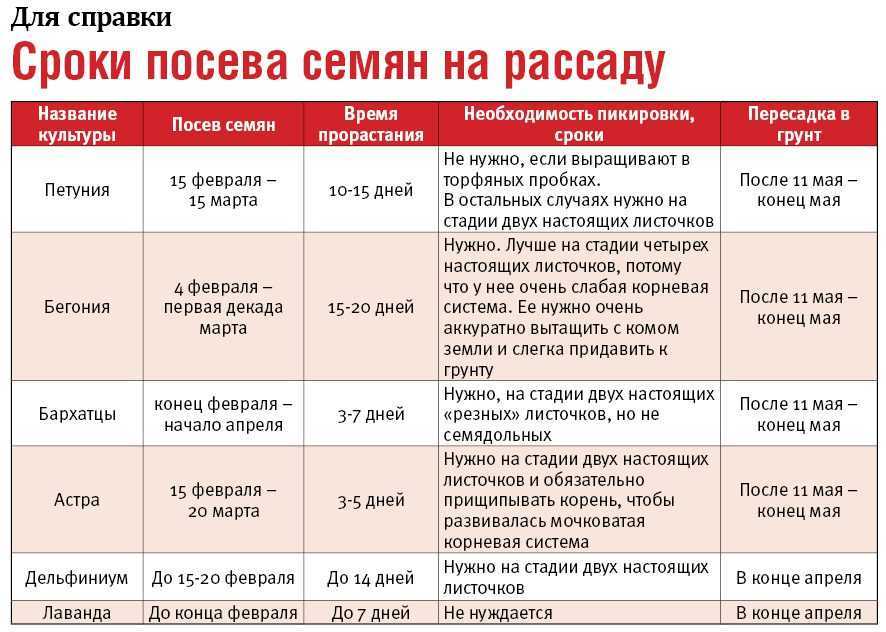 Дачники делятся опытом: рассада многолетников в июне