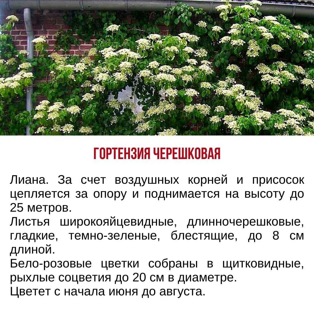 Как изменить цвет крупнолистной гортензии самостоятельно