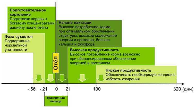 Коровы