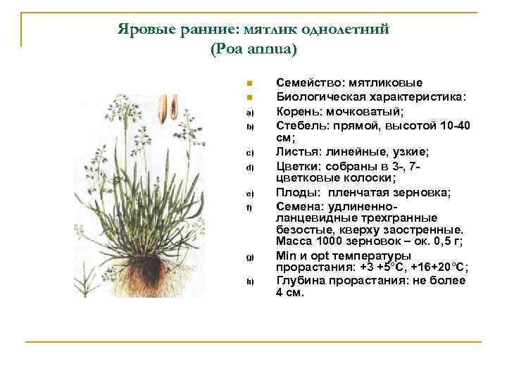 Газон из мятлика: подробно о разновидностях и правилах выращивания- обзор +видео