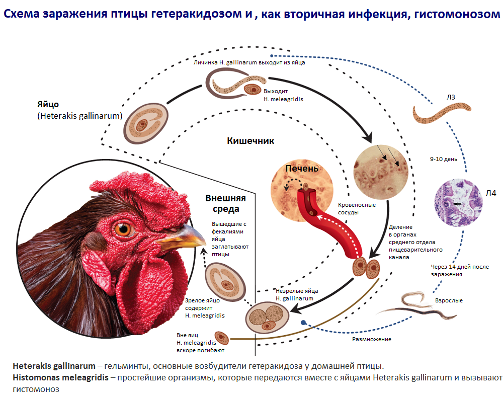 Причины необъяснимой смертности кур и способы решения проблемы