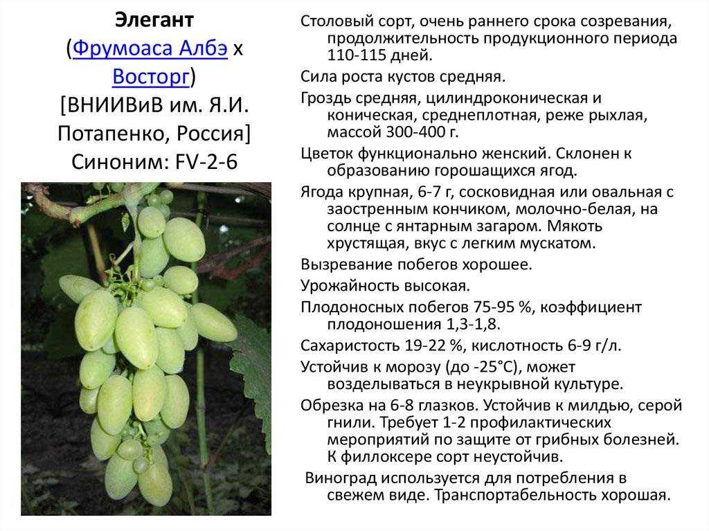 О винограде дружба: описание и характеристики сорта, посадка и уход