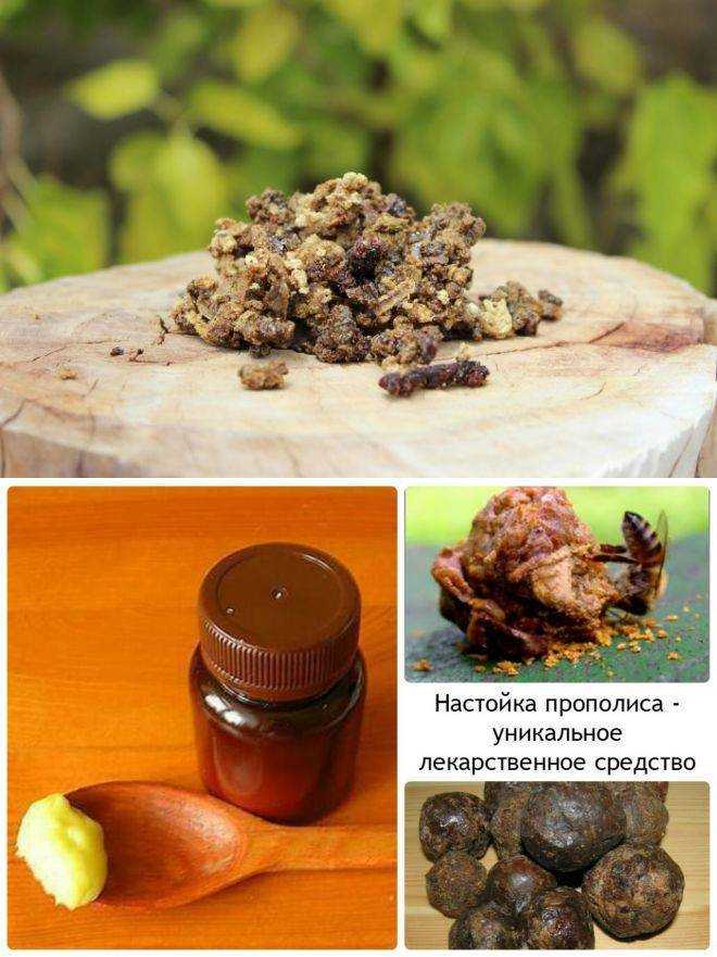 Как использовать прополис в лечебных целях: что лечит пчелиный прополис, как приготовить настойку и мазь