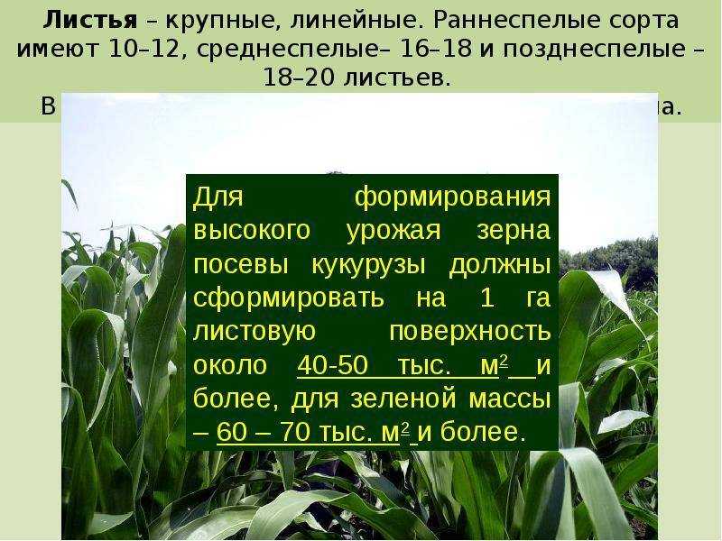 Кукурузный силос: посев, урожайность кукурузы, заготовка