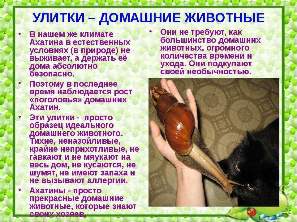Вред и польза от появления слизней на огороде | огородник