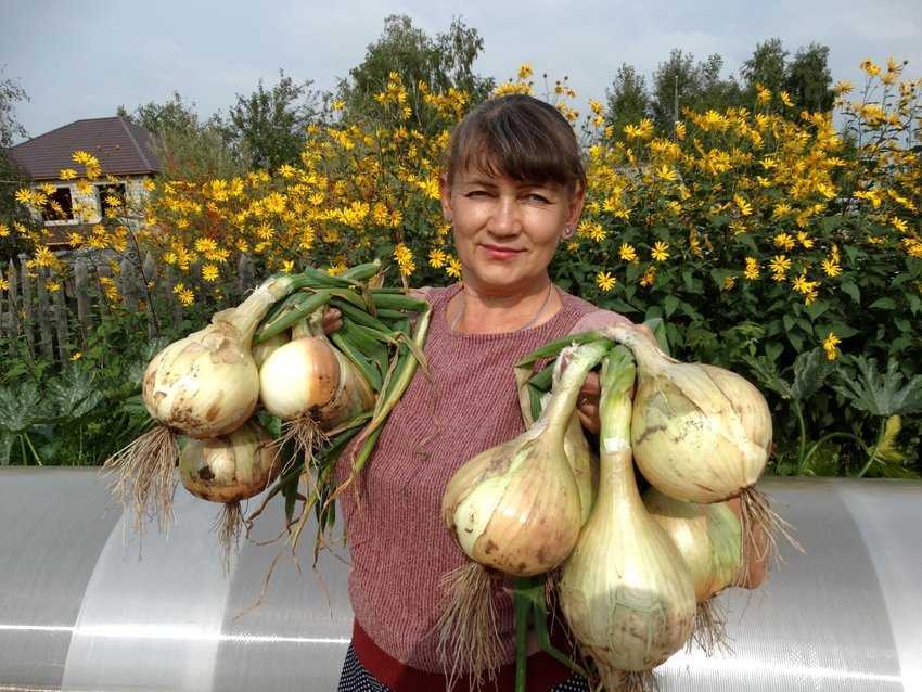 Лук эксибишен: выращивание через рассаду из семян: сроки, посадка, уход, подкормка