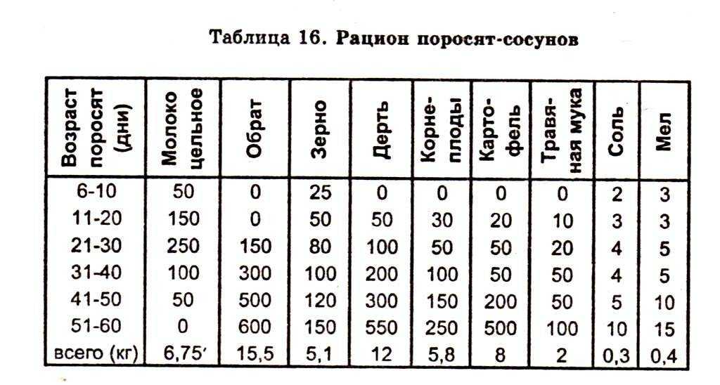 Вьетнамская вислобрюхая свинья – фото, описание, рацион, разведение, отзывы