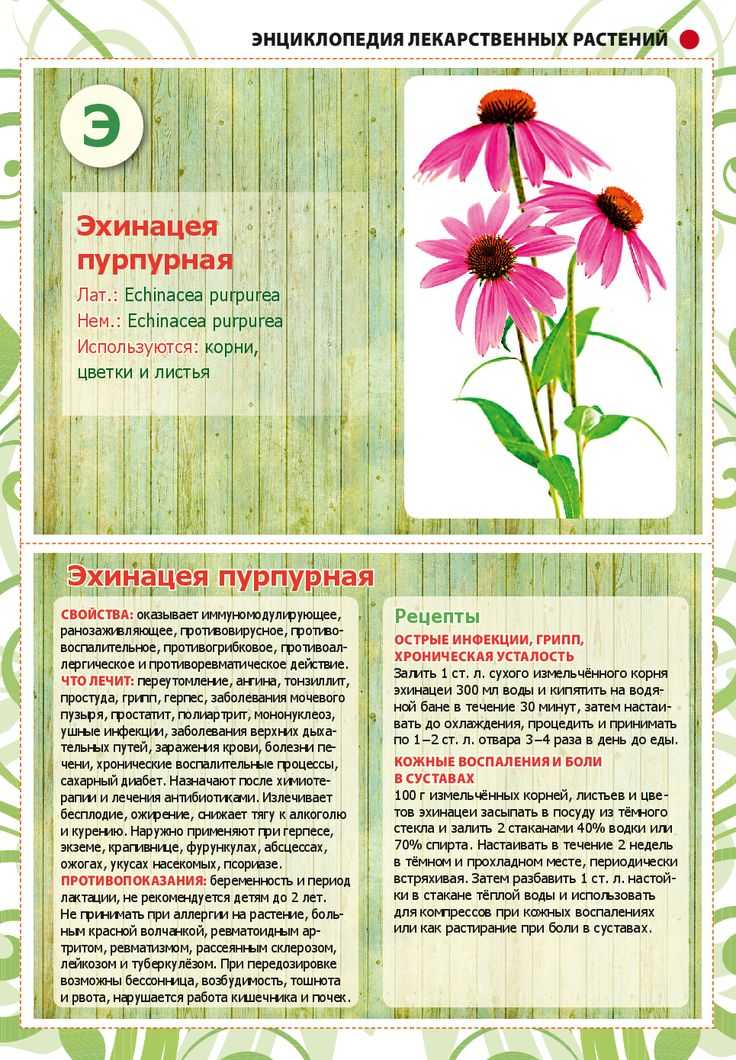 Чай с эхинацеей: полезные свойства и рецепты. как приготовить чай из эхинацеи
