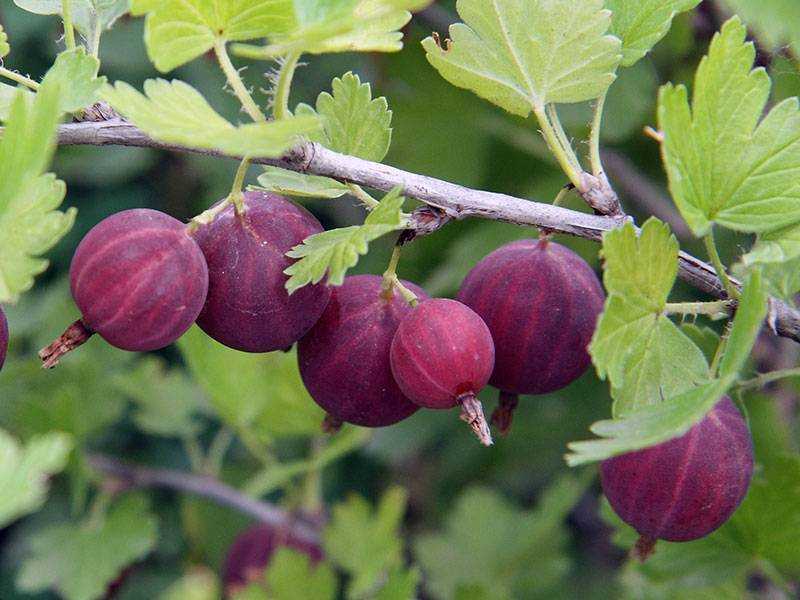 Лучшие урожайные сорта крыжовника без шипов
