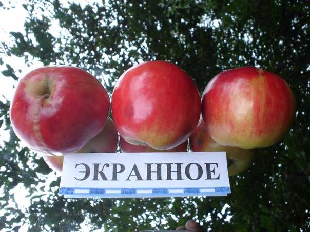 Описание сорта яблони экранное: фото яблок, важные характеристики, урожайность с дерева