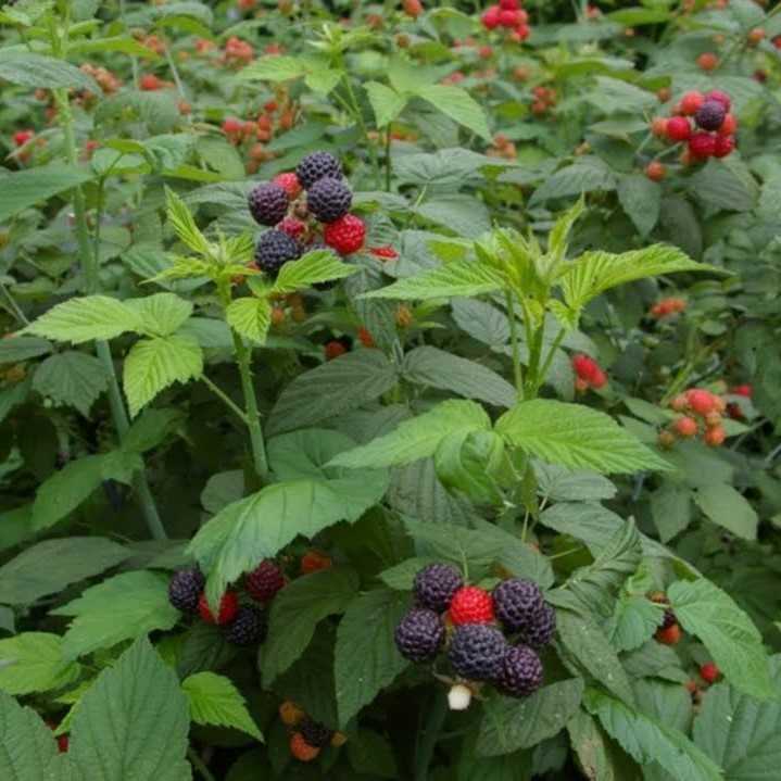Сорт black jewel — удачный гибрид малины и ежевики