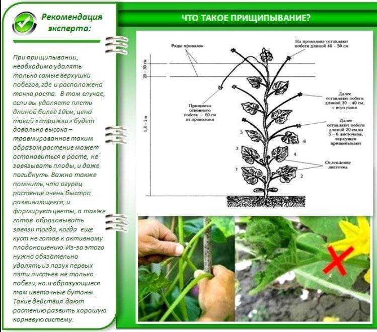 Как правильно прищипывать огурцы в открытом грунте