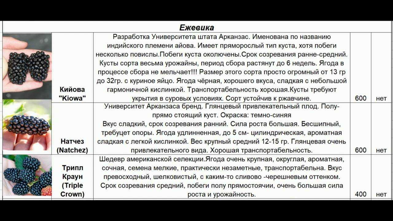 Малина брянское диво, посадка и уход. сорт малины брянское диво: описание, выращивание, фото