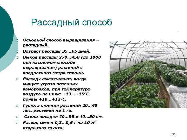 Выращиваем рассаду тыквы по правилам
