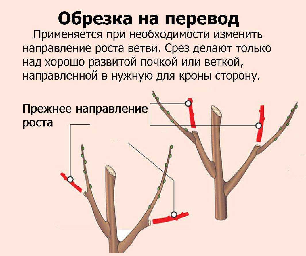 ᐉ как обрезать абрикос летом схема - godacha.ru