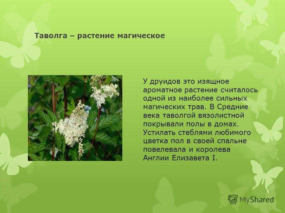 Лабазник (таволга): лечебные свойства и противопоказания