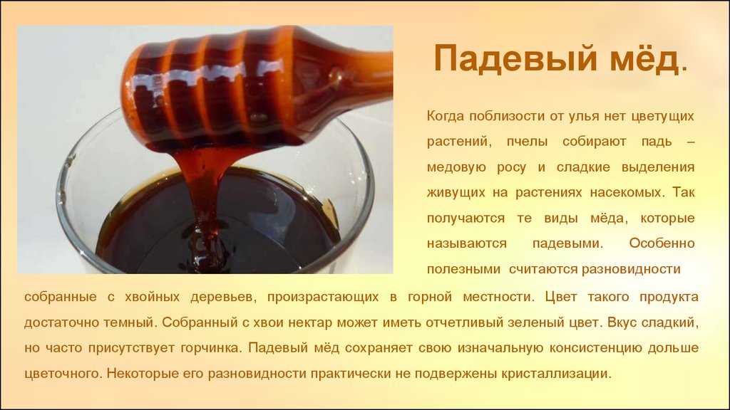 Чернокленовый мед: полезные свойства и противопоказания