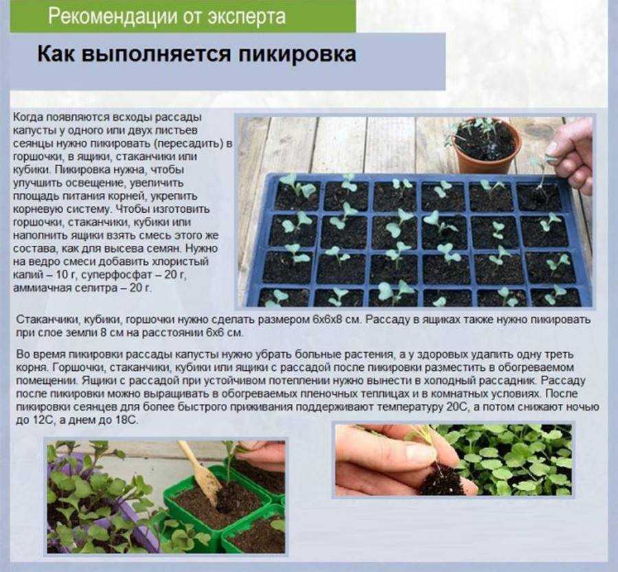 Как получить хороший урожай капусты амагер? подробное описание сорта и правила выращивания, включая схему посадки