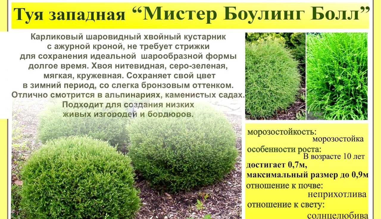 Самые зимостойкие туи — посадка, уход, стрижка