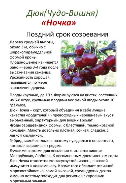 Черешня колоновидная: описание, уход, особенности выращивания и отзывы