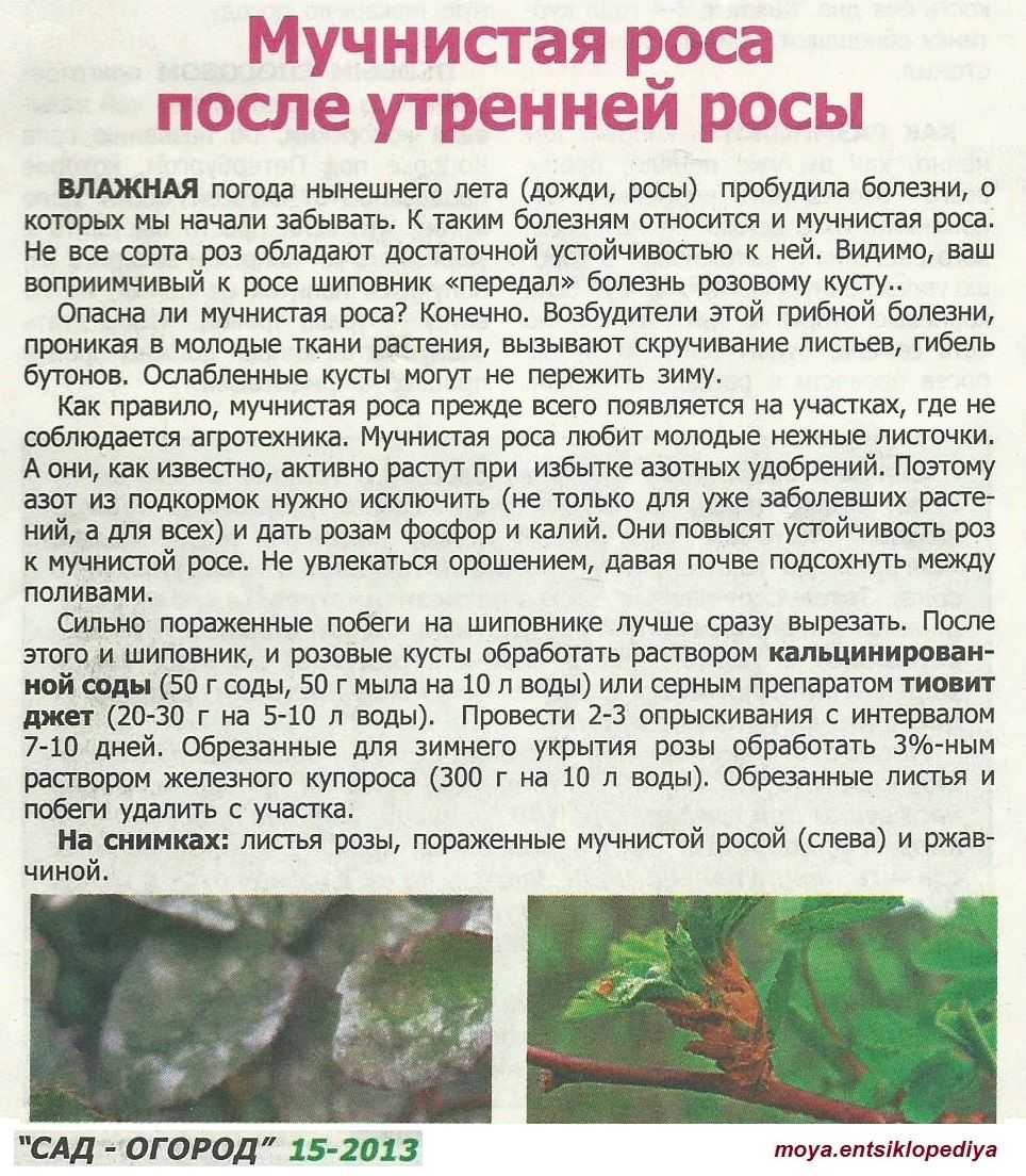 14 средств лечения черной пятнистости на розах, профилактика