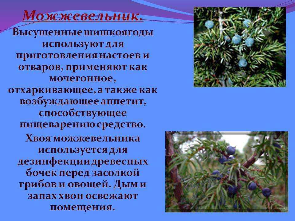 Ягоды можжевельника: лечебные свойства и противопоказания для здоровья человека