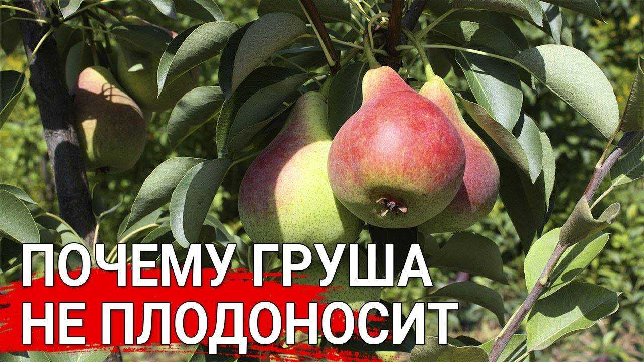 Почему не плодоносит груша, возможные причины с учетом возраста, сроки начала плодоношения, а также способы устранения проблемы