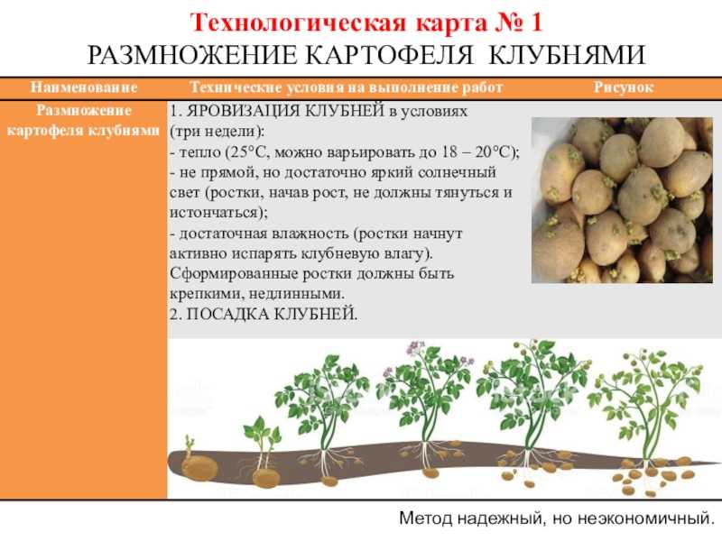 Картофель "рамона": описание сорта, характеристики, фото, советы по уходу русский фермер
