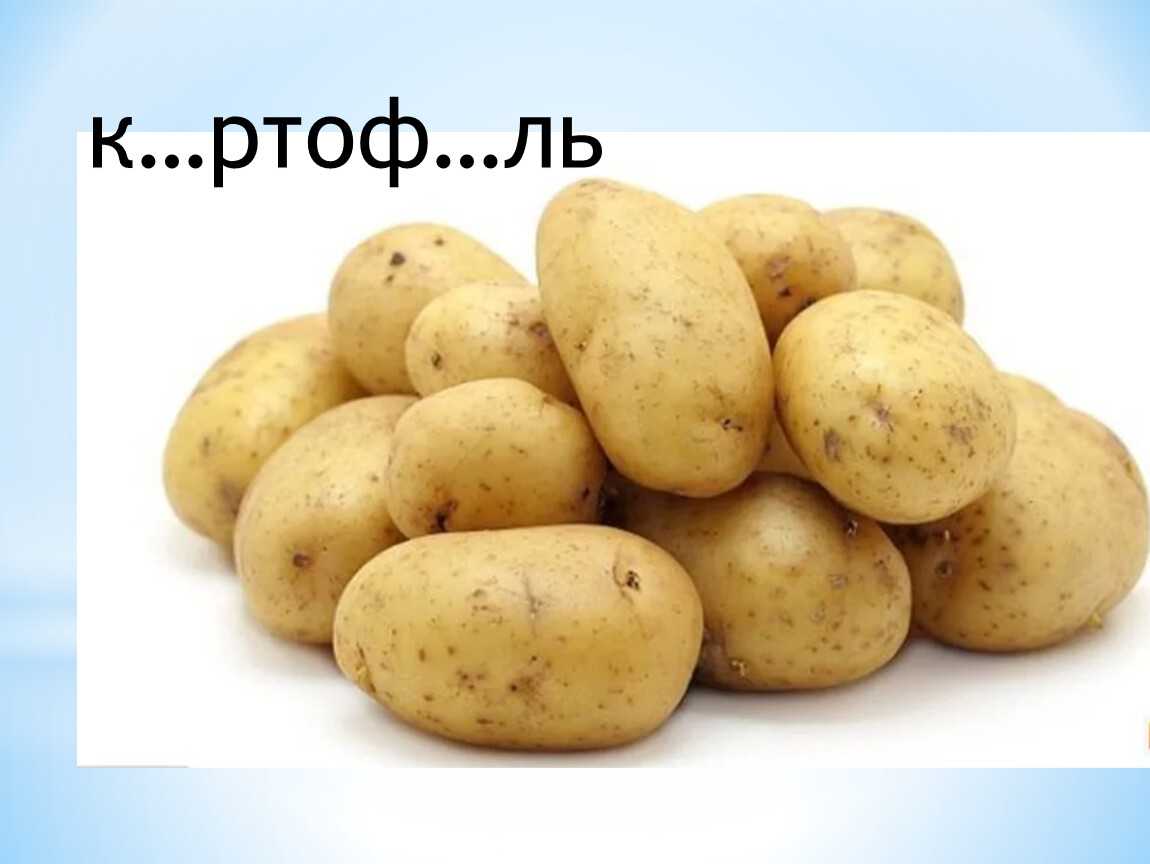 О картофеле Гала: описание семенного сорта картофеля, характеристики, агротехника,