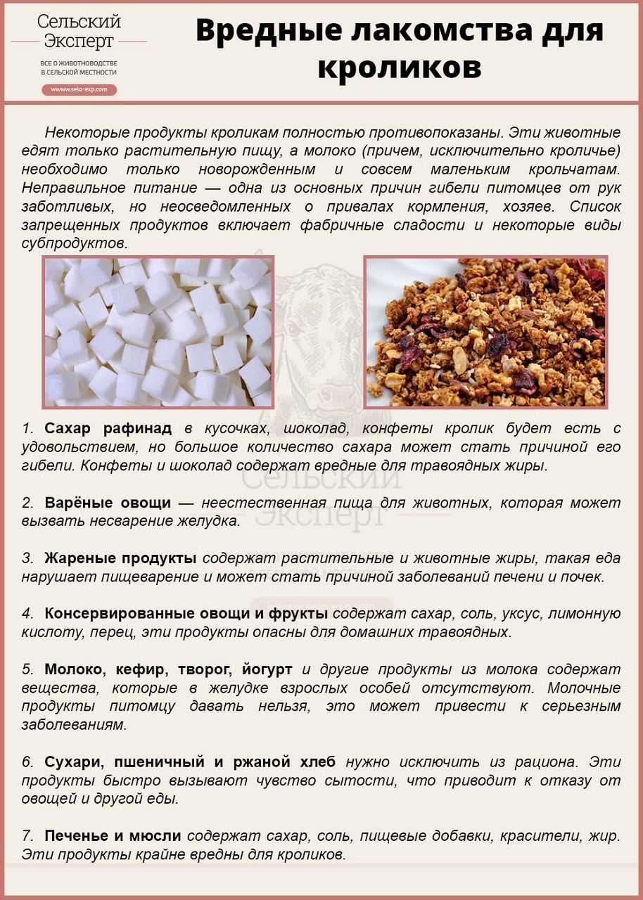 Чем кормить кроликов летом: трава, комбикорм, подкормка