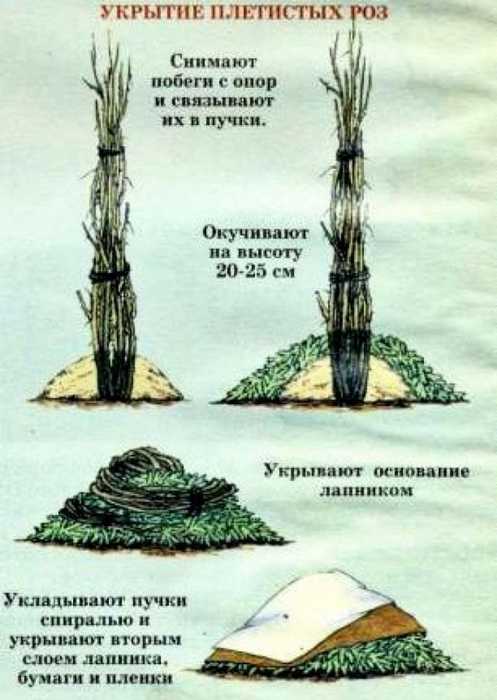 Как укрывать розы на зиму от морозов, чем утеплить