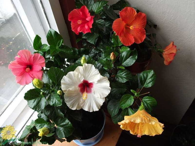 Гибискус (китайская роза) hibiscus - уход в домашних условиях: полив, подкормки, секреты выращивания, размножение, фото гибискусов