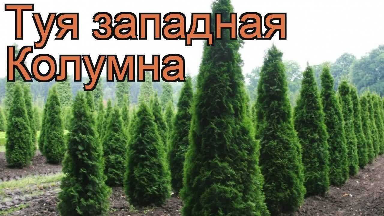 Колумна туя: западная, колоновидная, описание, фото в ландшафтном дизайне, посадка и уход, как сажать, ухаживать, размножать