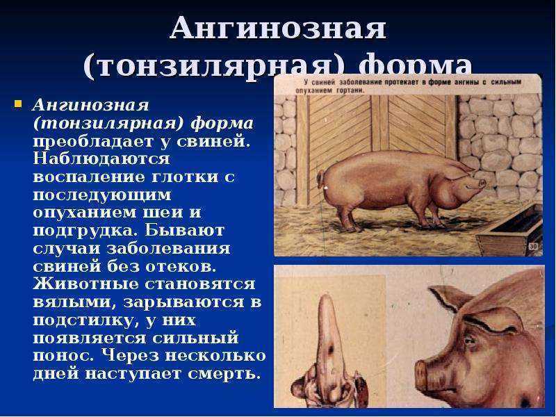 Лечение рожи у свиньи в домашних условиях