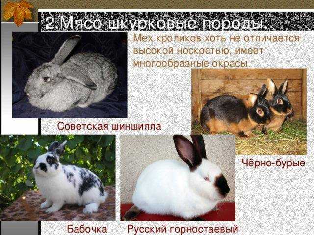 Черные кролики: фото, породы великан, черно-бурый, венский