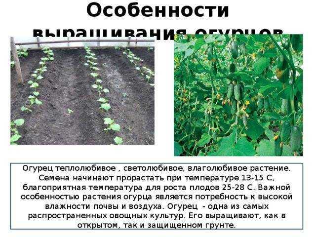 Выращивание рассады огурцов в домашних условиях - сроки посадки в 2023 году