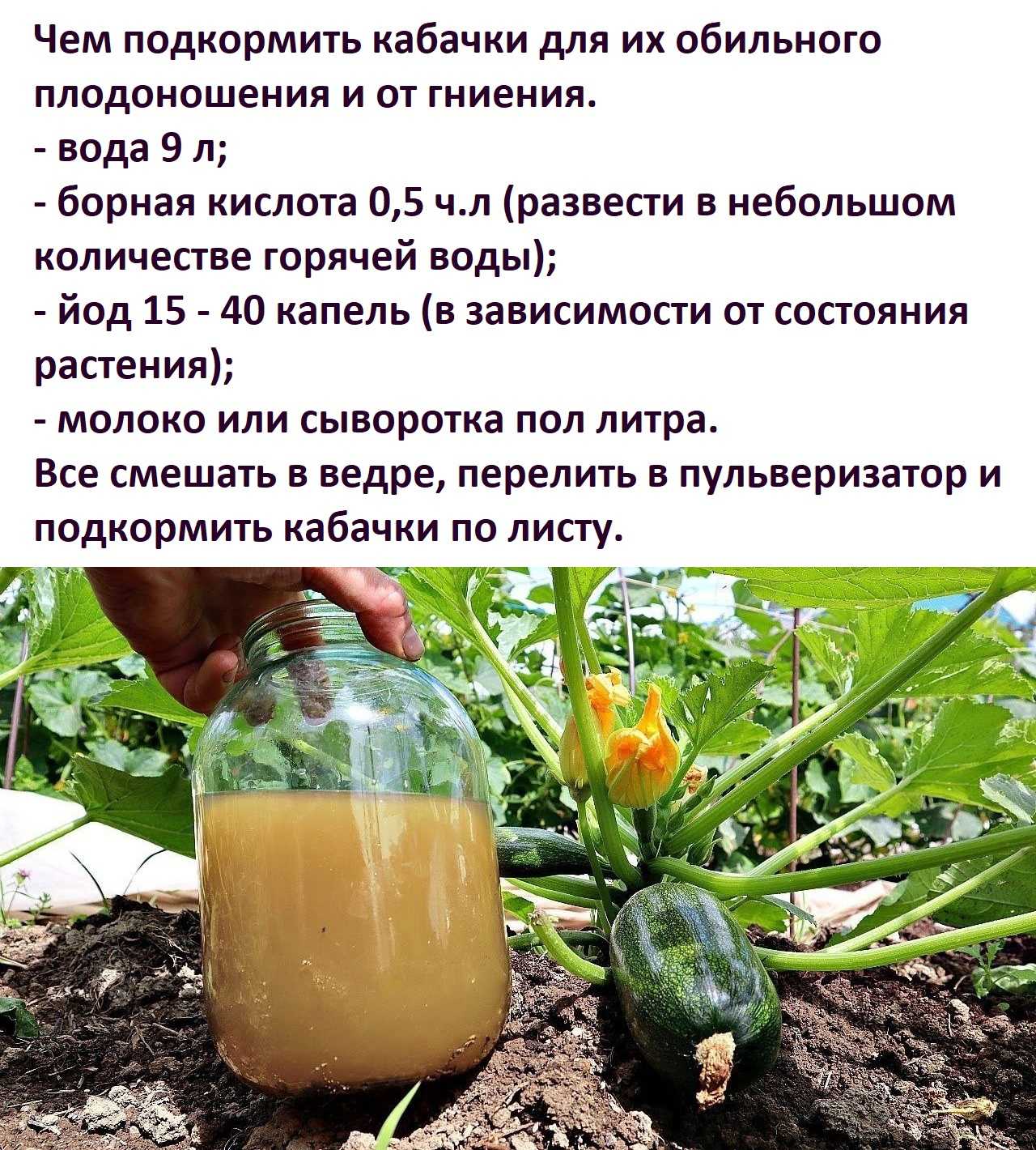 Удобрения для тыквы | огородник