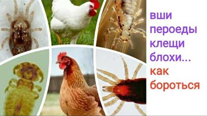 Как выглядят пухопероеды у кур и как быстро избавится от них в домашних условиях