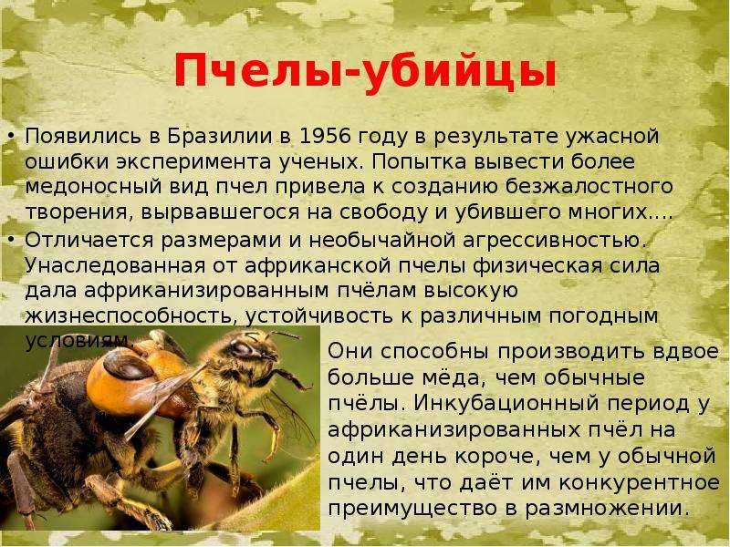 О пчелах убийцах: африканизированная пчела, африканская оса, самая опасная пчела