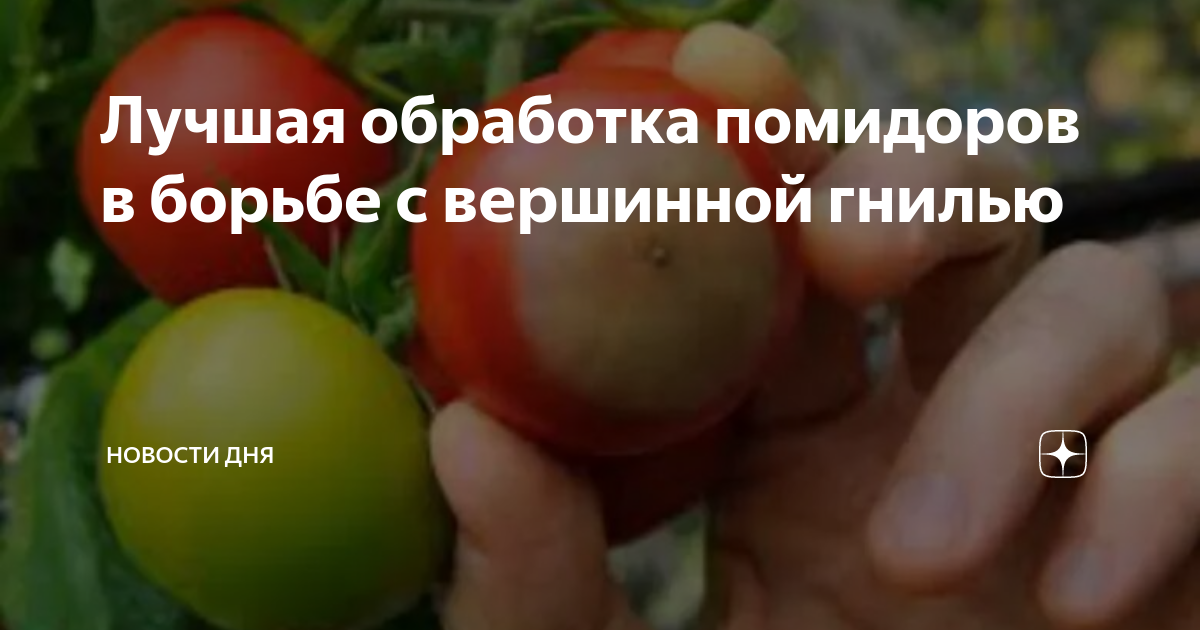 Вершинная гниль на помидорах: лечение народными средствами и препаратами | народные знания от кравченко анатолия