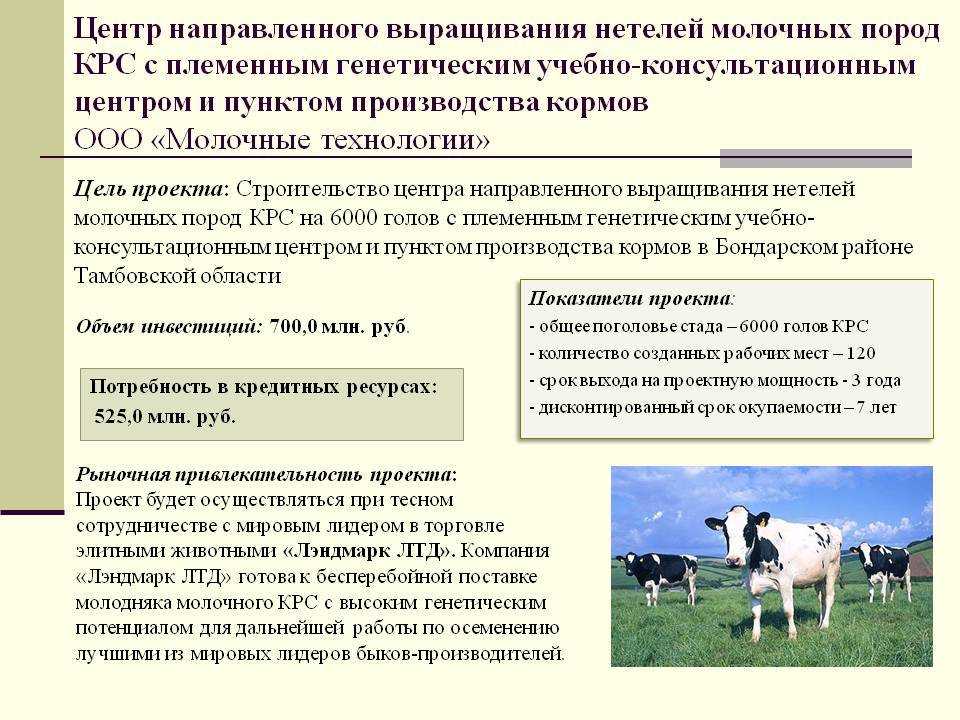 Бизнес-план по разведению крс. создание фермерского хозяйства: с чего начать? :: businessman.ru