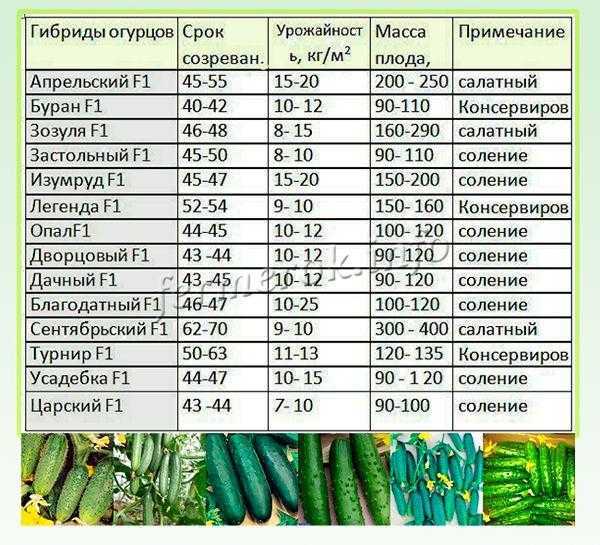 Как вырастить рассаду огурцов от а до я! в домашних условиях