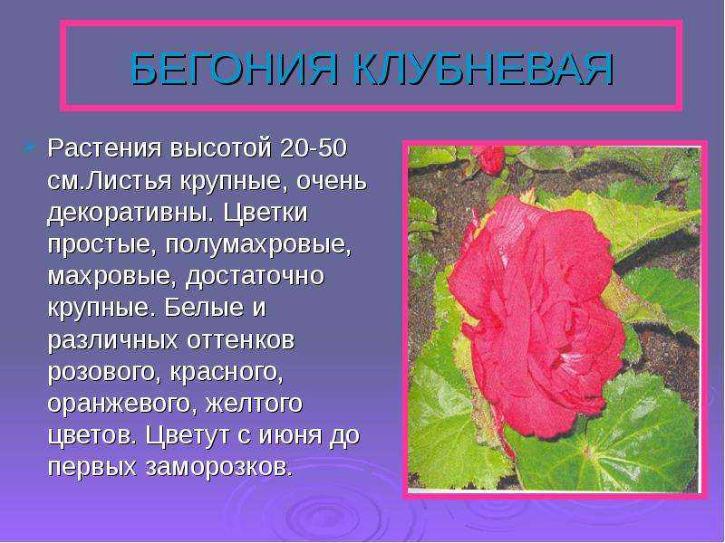 Бегония фимбриата: посадка и уход в домашних условиях, описание и фото сортов белая, желтая, красная, размножение цветка семенами, черенками и клубнями
