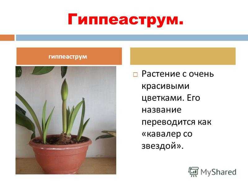 Гиппеаструм: уход за цветком в домашних условиях, правила посадки, способы размножения, возможные ошибки