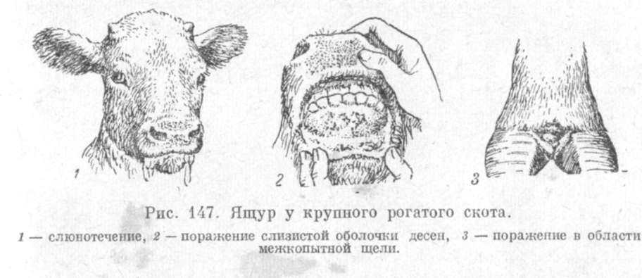 Рубец у коровы: причины заболеваний и методы лечения