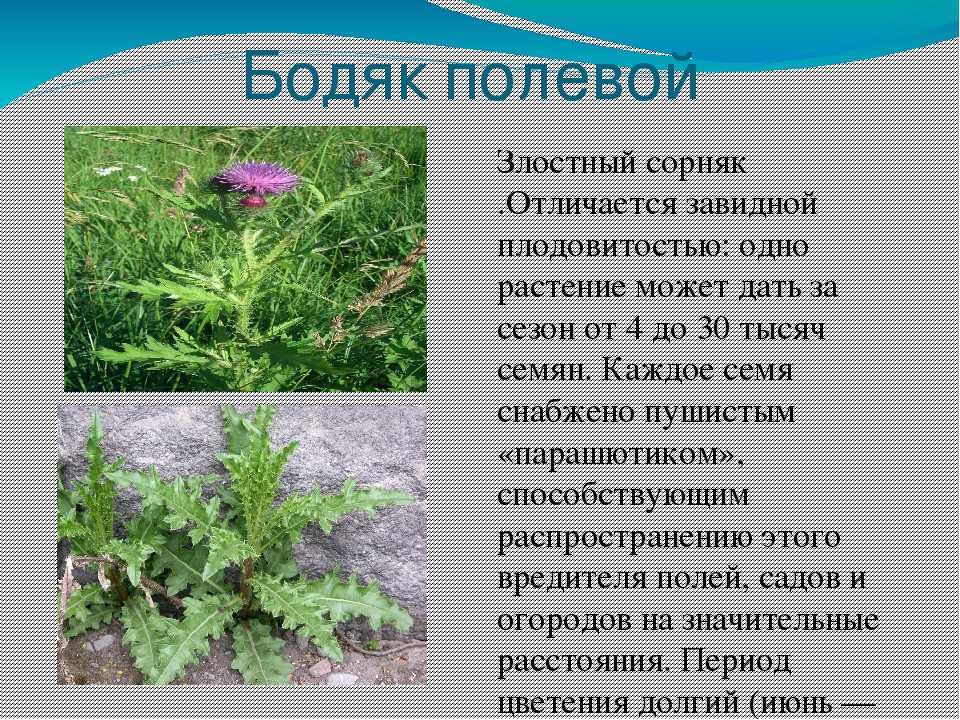 Сорняк повилика: фото, как бороться с растением и избавиться от него