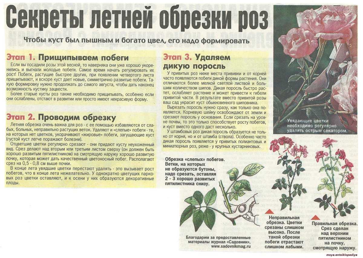 Об обрезке роз после цветения летом, чтобы они снова зацвели: правила ухода