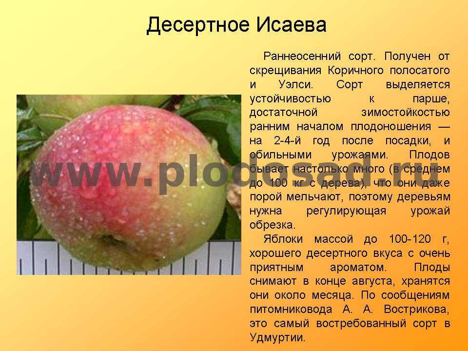 Сорт яблони память исаева - в честь великого селекционера