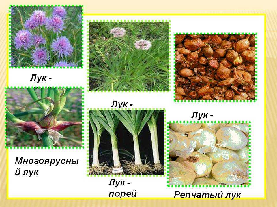 Сорта лука на зелень с фото и описанием